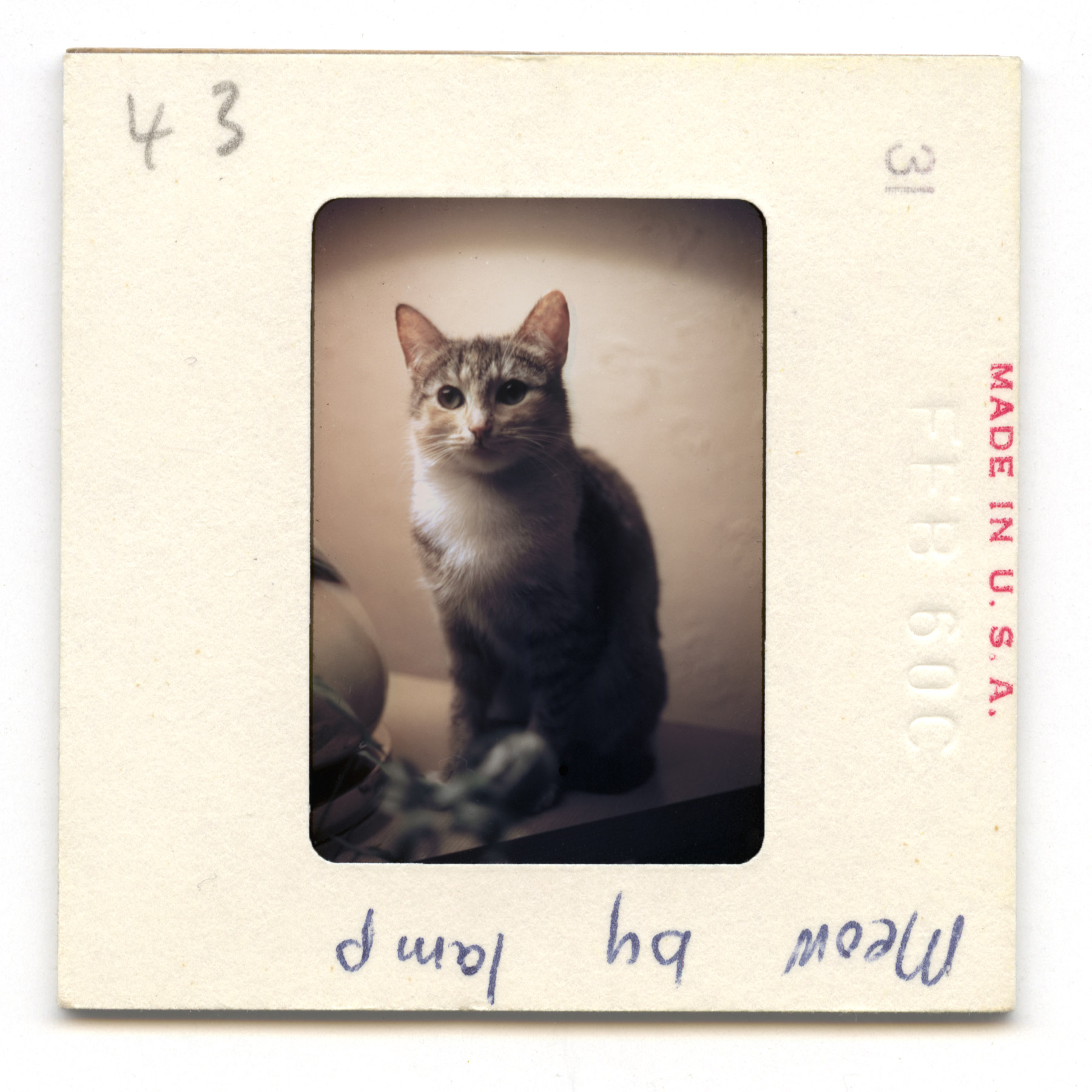 Meow By Lamp - 1960