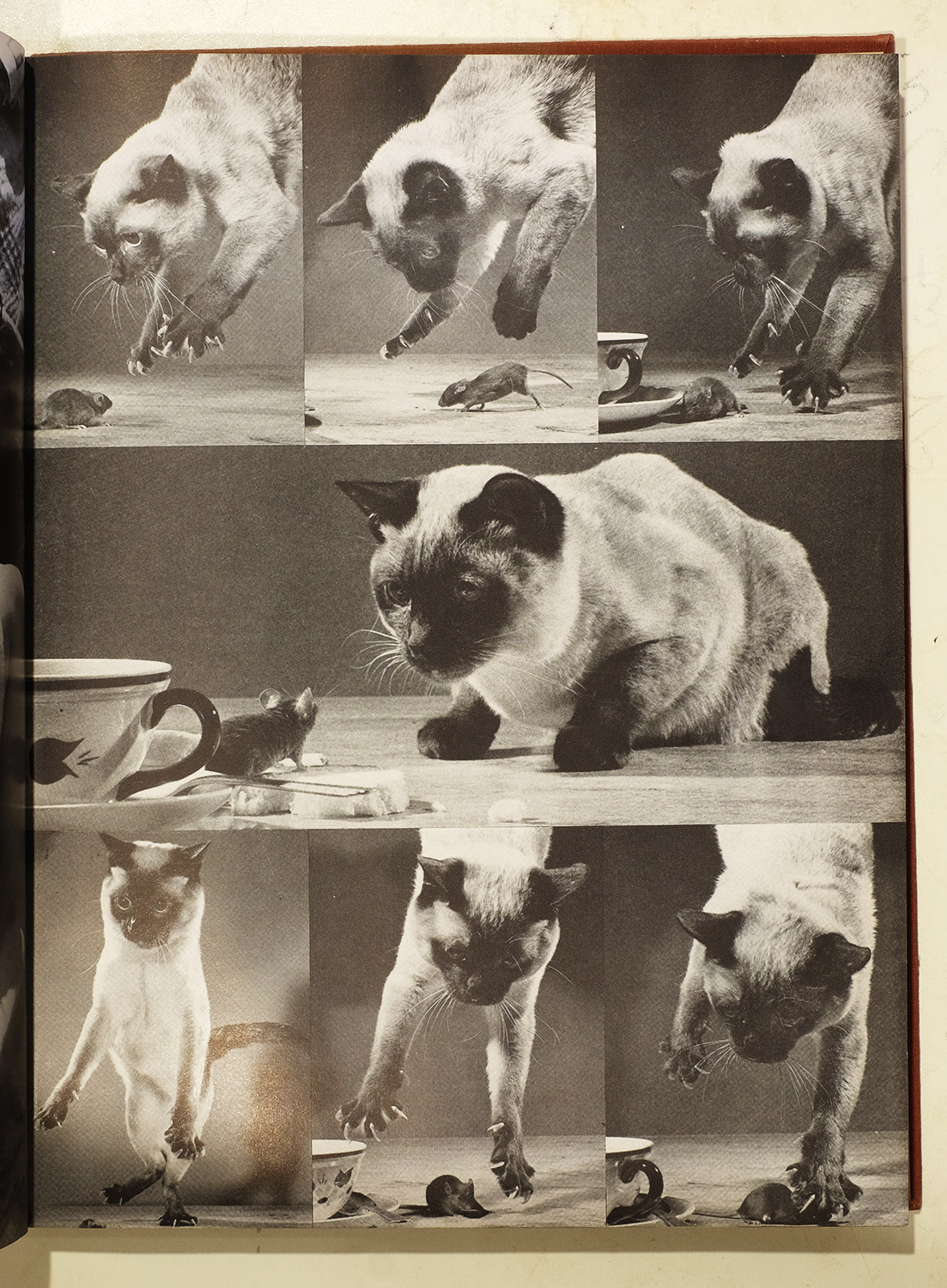 Jack Gorman - Cat and Mouse