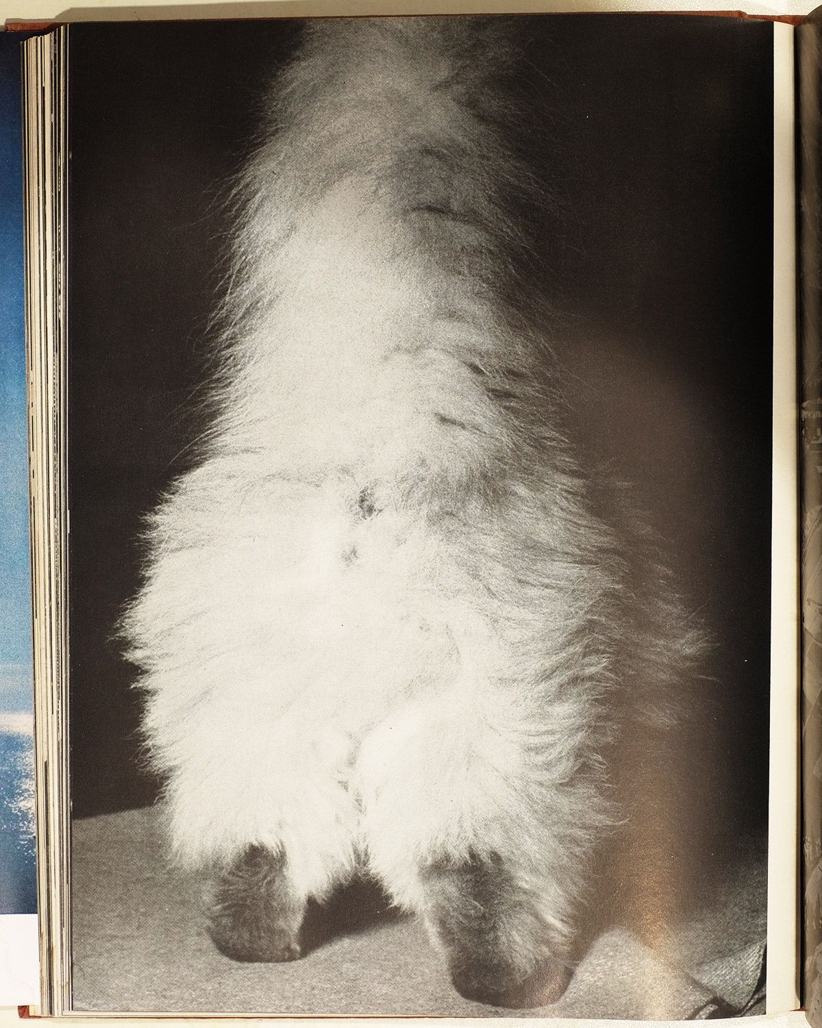 Temperamental Silver Persian