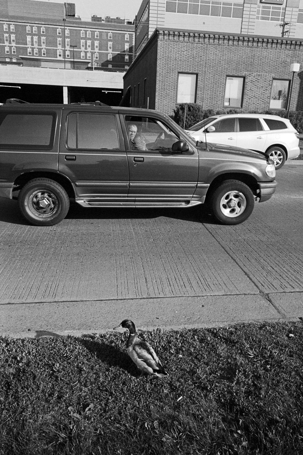 A man looking at a duck.