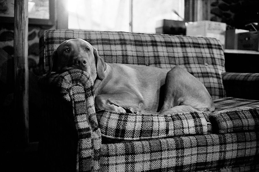 Ike Rests on the Couch – 2002