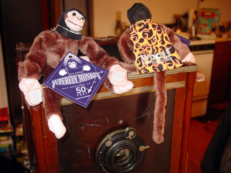 Screaming Monkeys enjoying my 8x10 camera