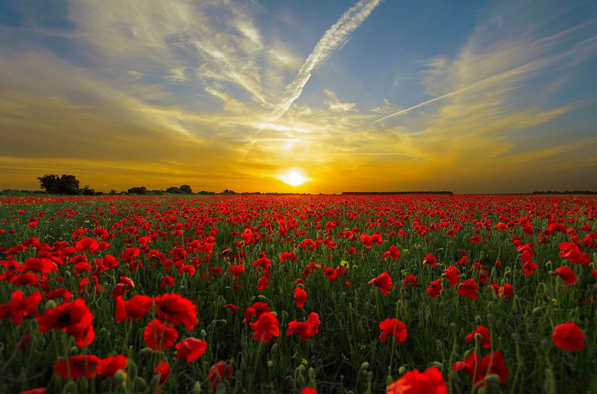 Sunset over Poppys