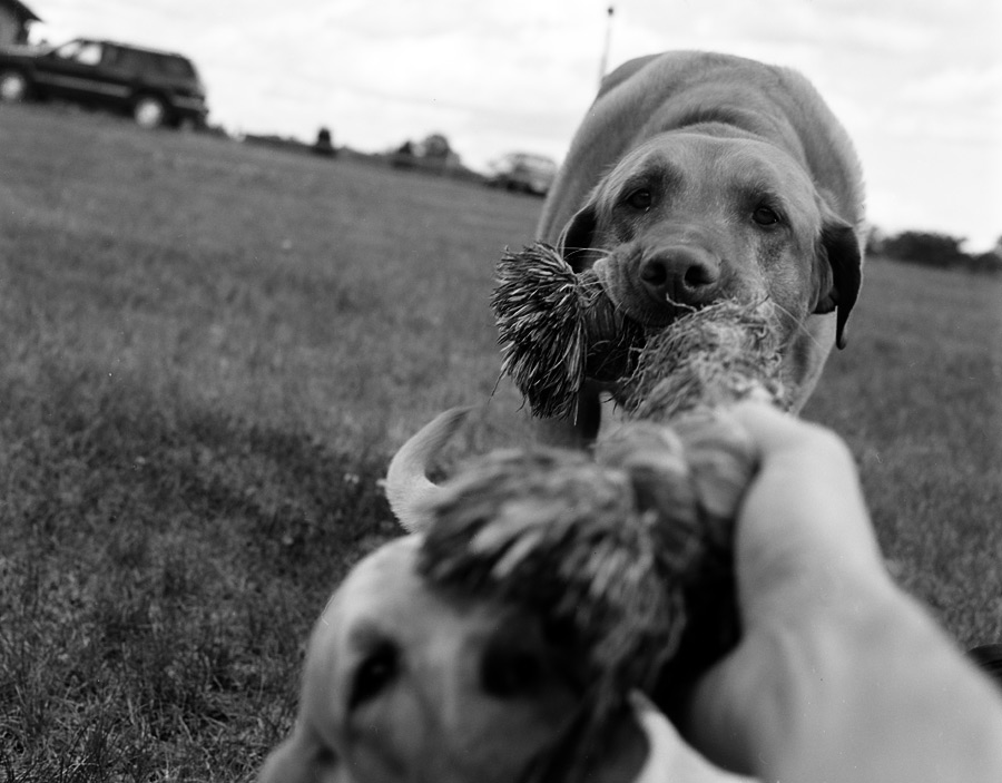 Ike Plays Tug-o-War - 2004
