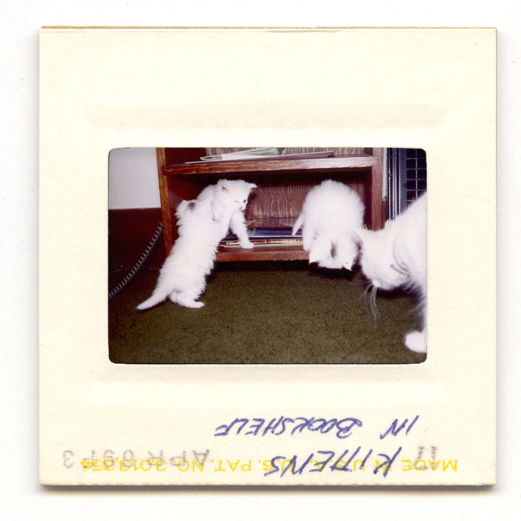 Kittens In Bookshelf - 1969