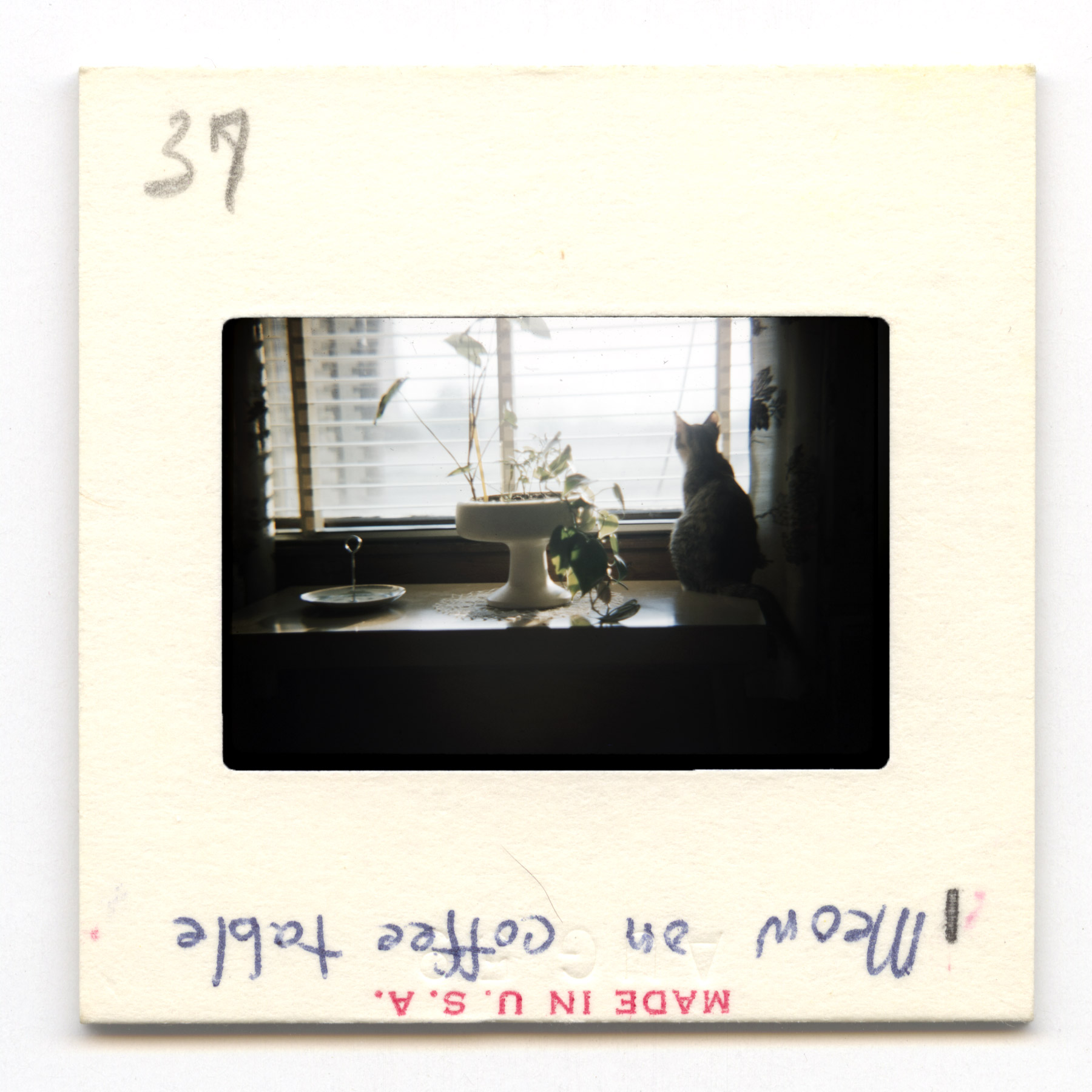 Meow on Coffee Table - 1959