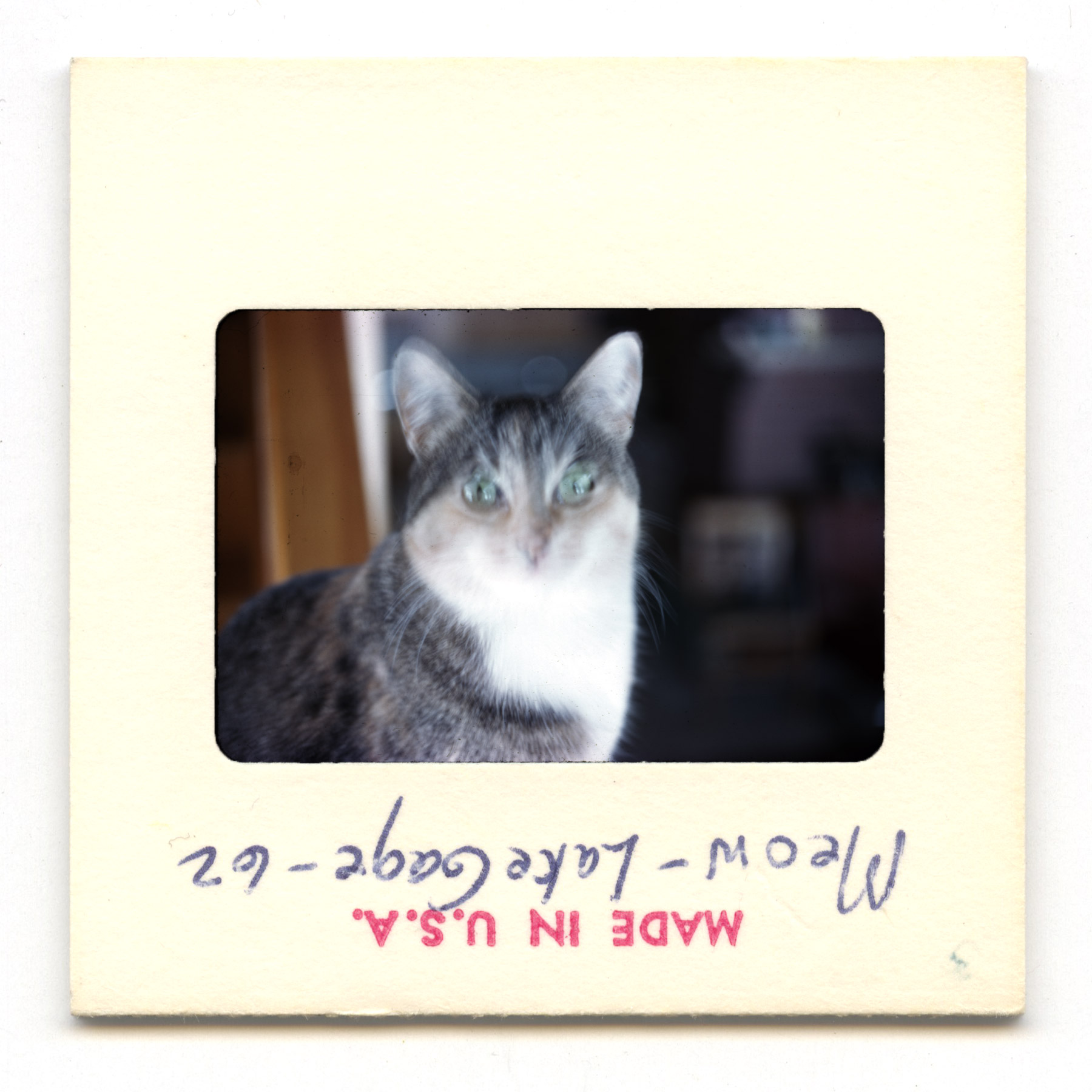 Meow - Lake Gage - 1962