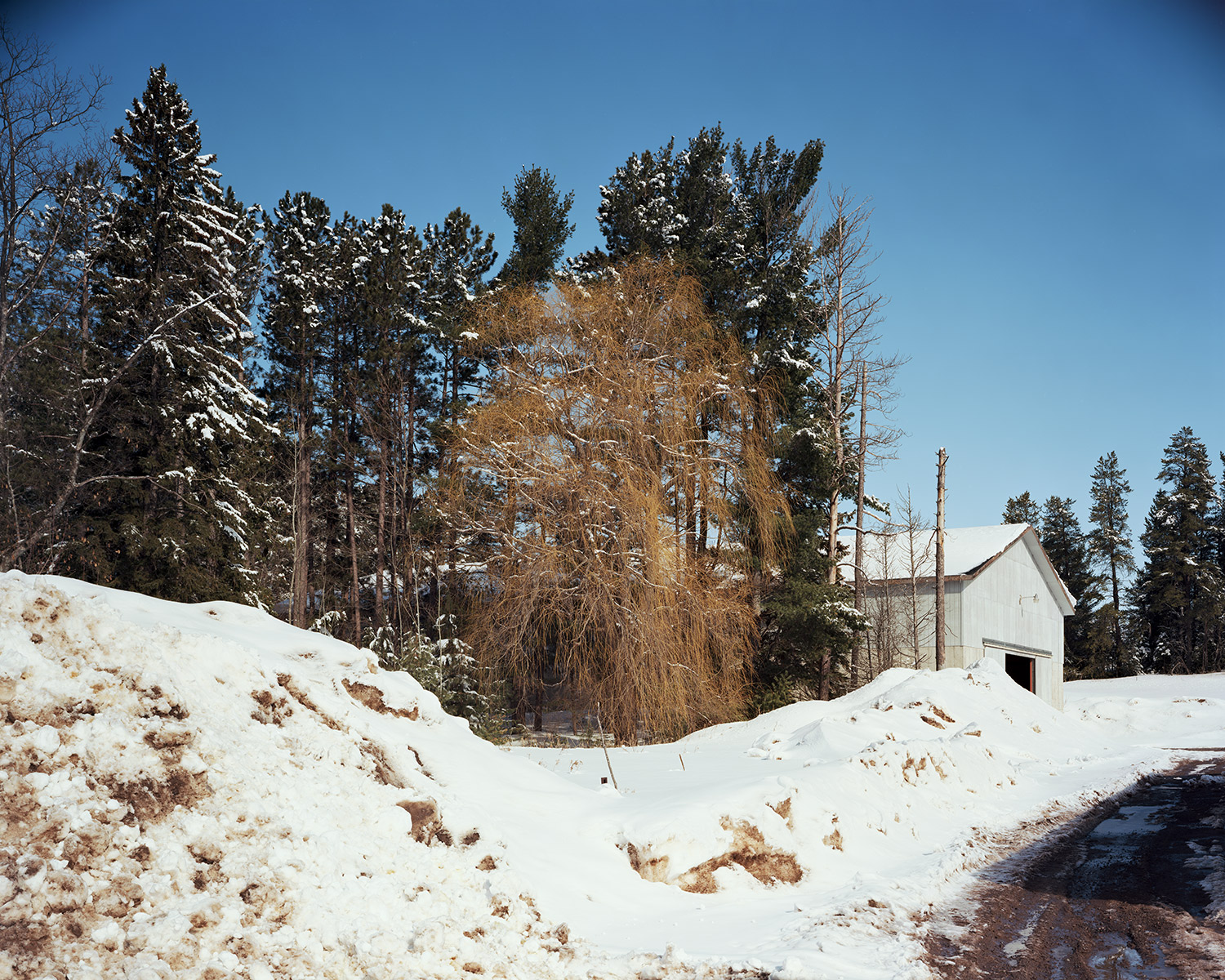 Tree, Skandia, Michigan, March 2014