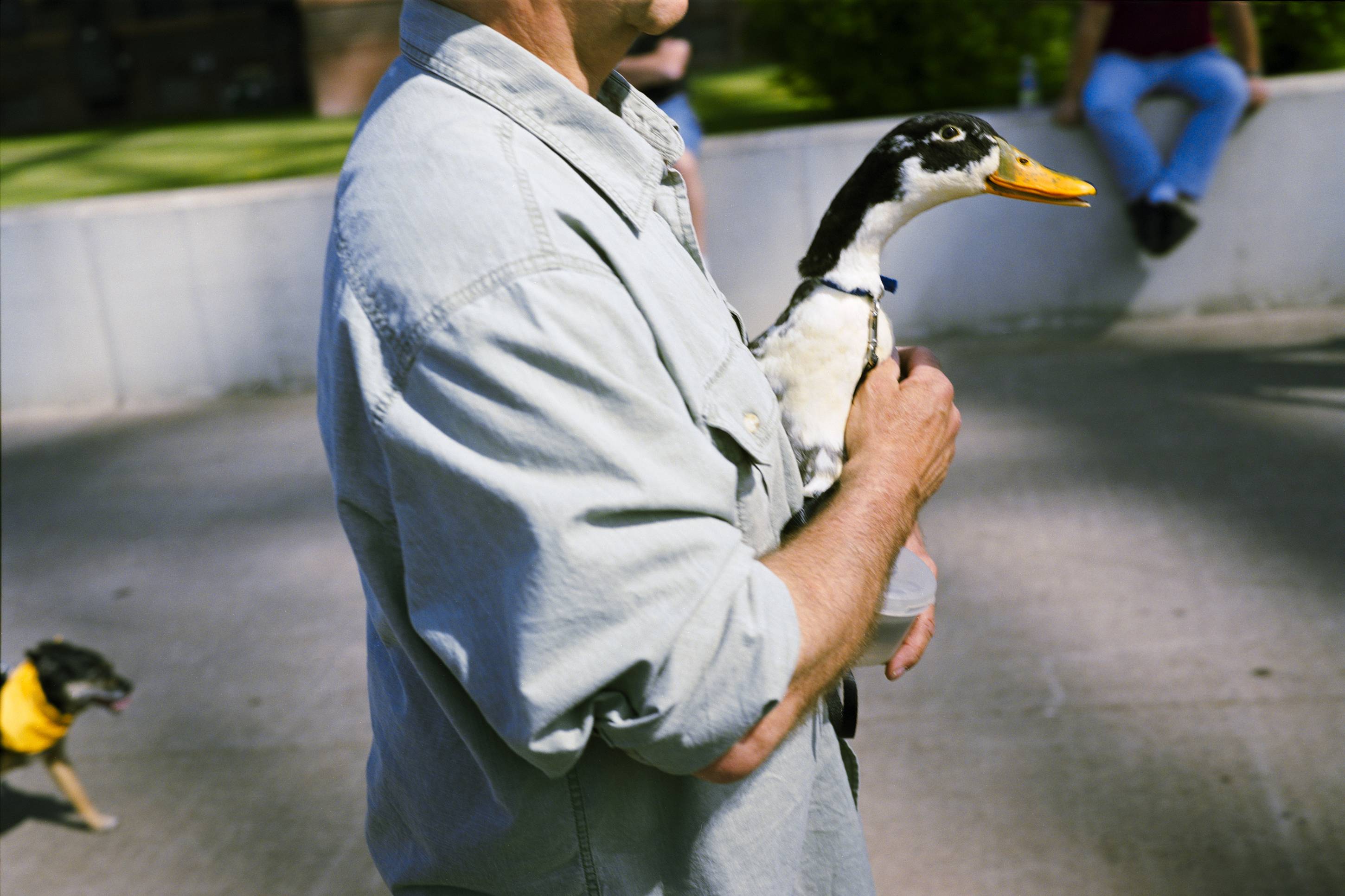 A Man and His Duck, Duluth, Minnesota, June 2011