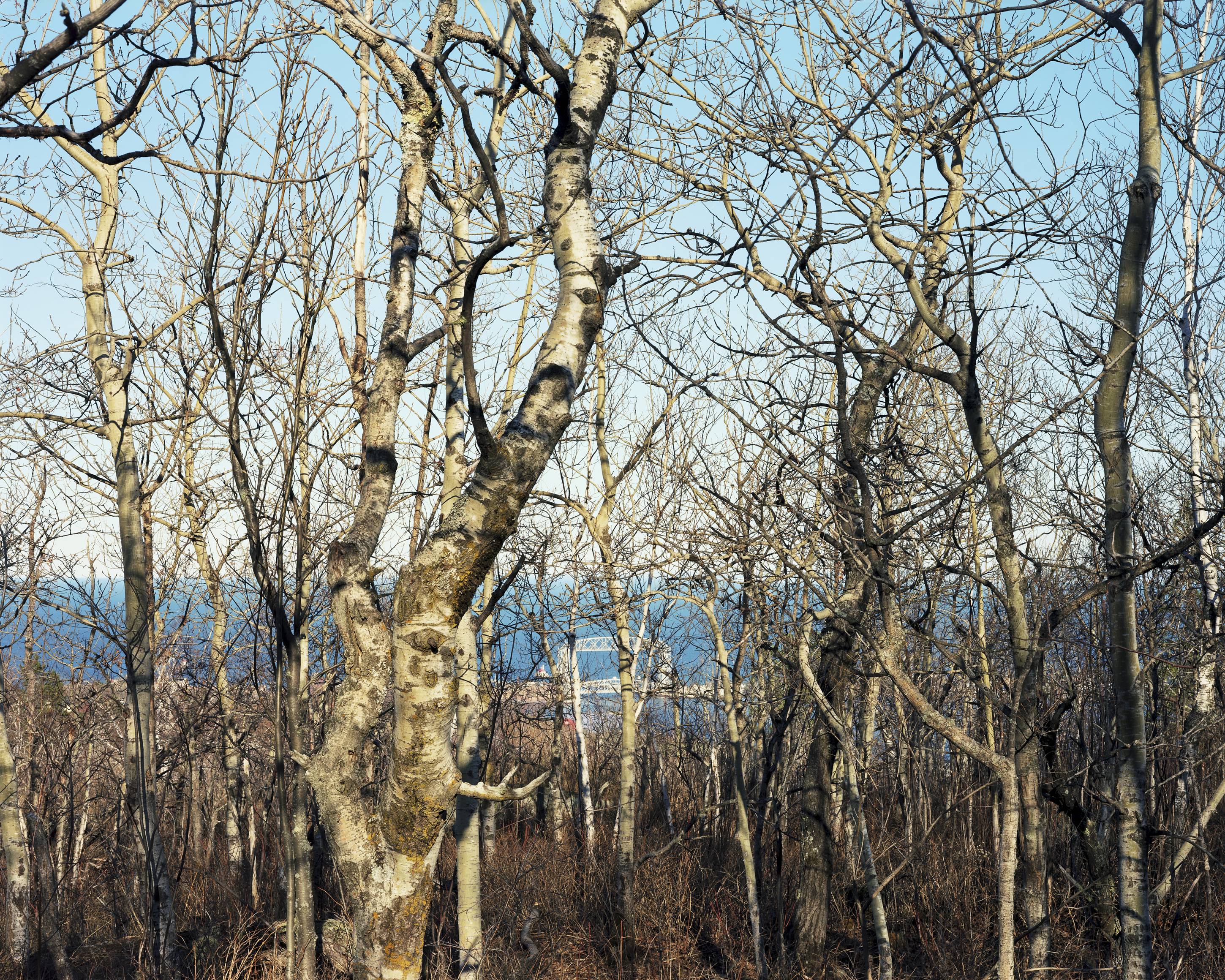 Birch Trees, Duluth, Minnesota, March 2012