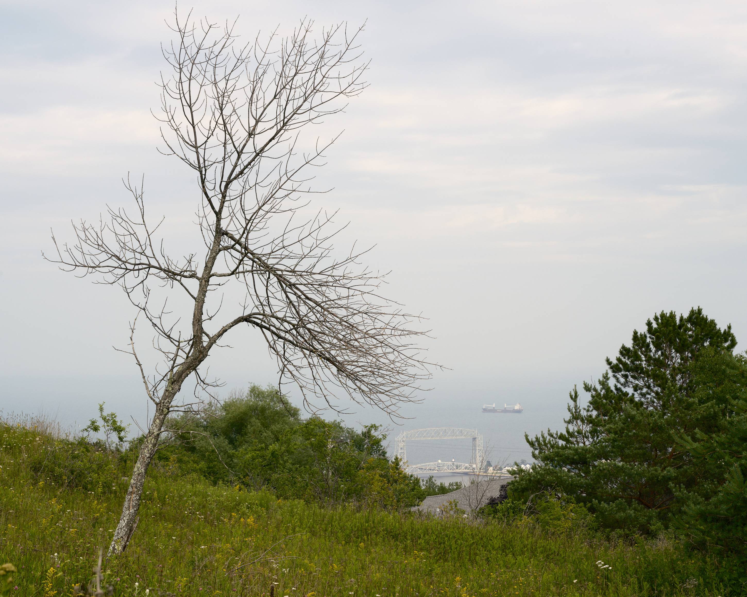 Broken Tree, Duluth, Minnesota, July 2025
