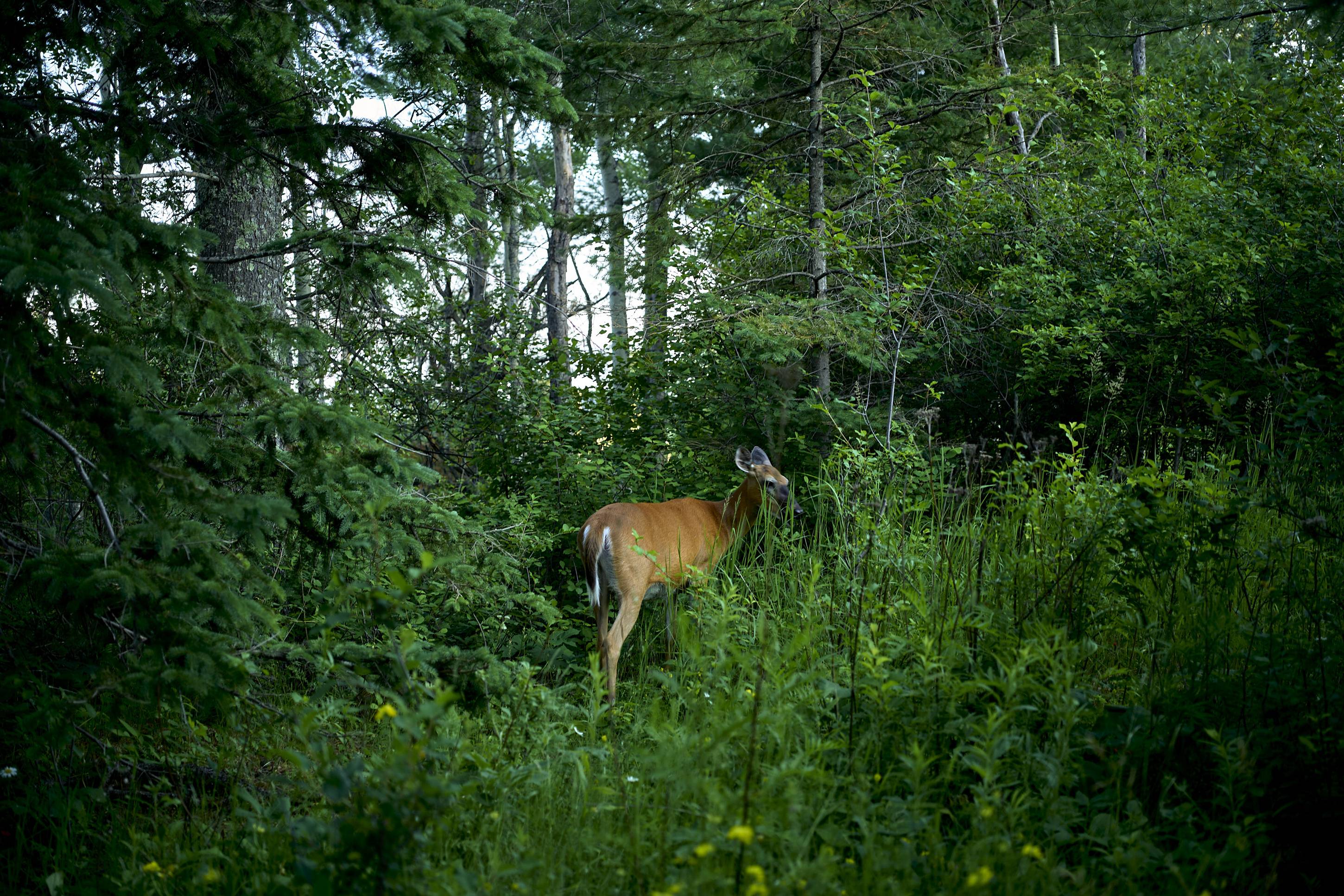 Deer, Duluth, Min, July 2026