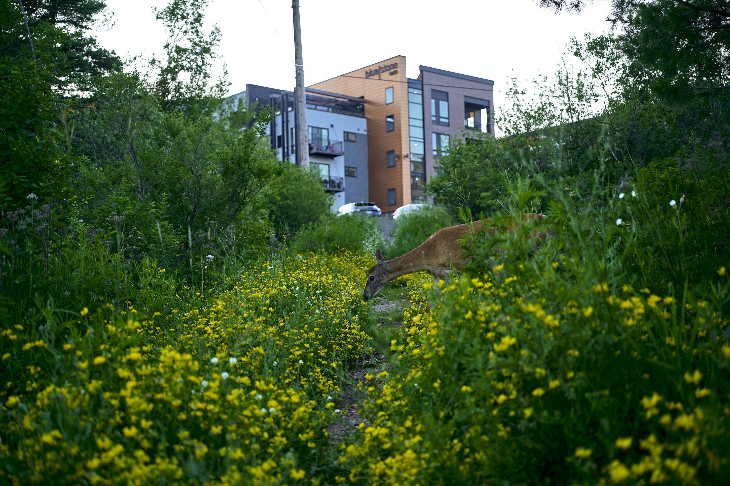 Deer, Duluth, Minnesota, July 2026