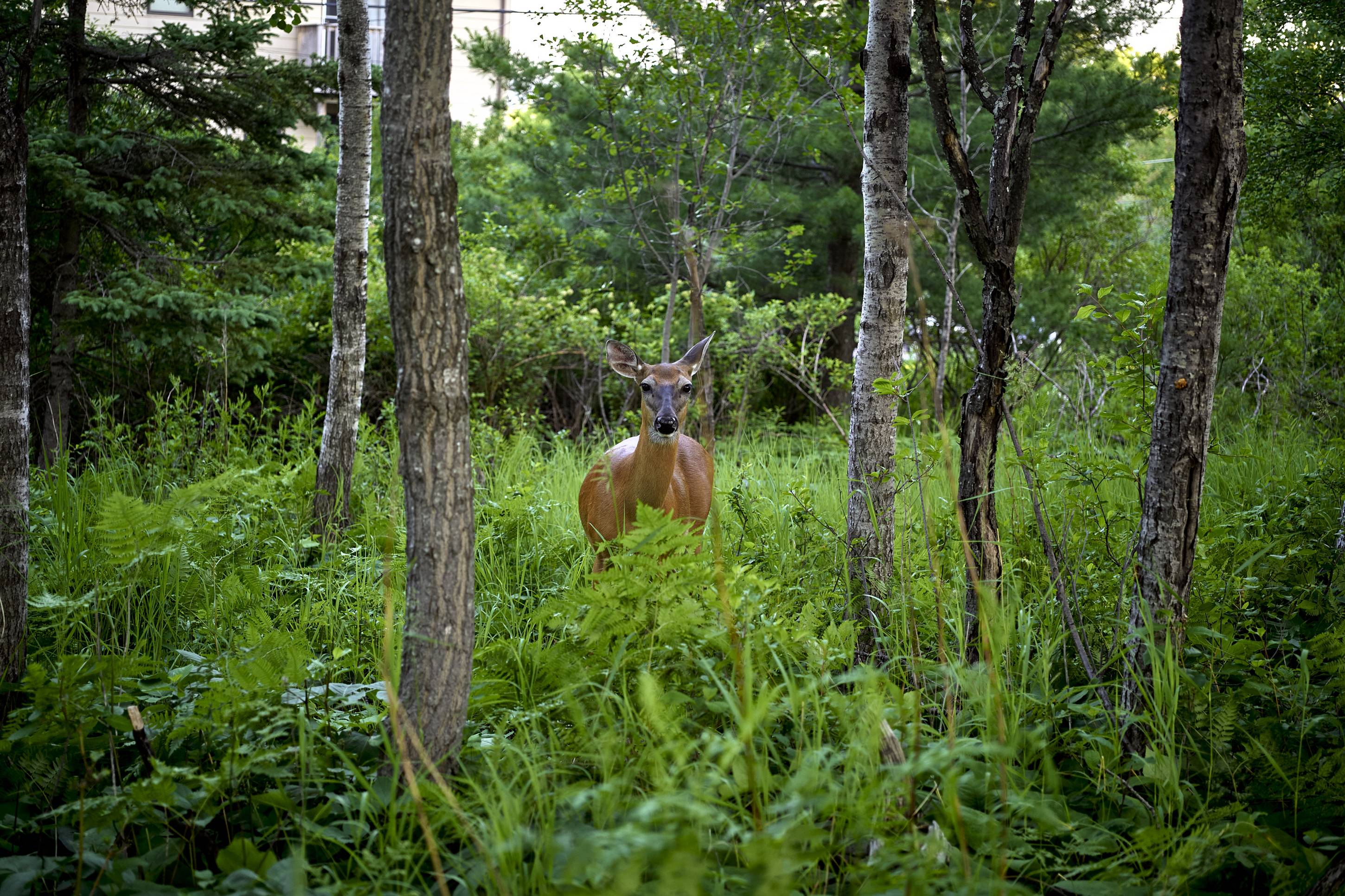 Deer, Duluth, Minnesota, July 2026