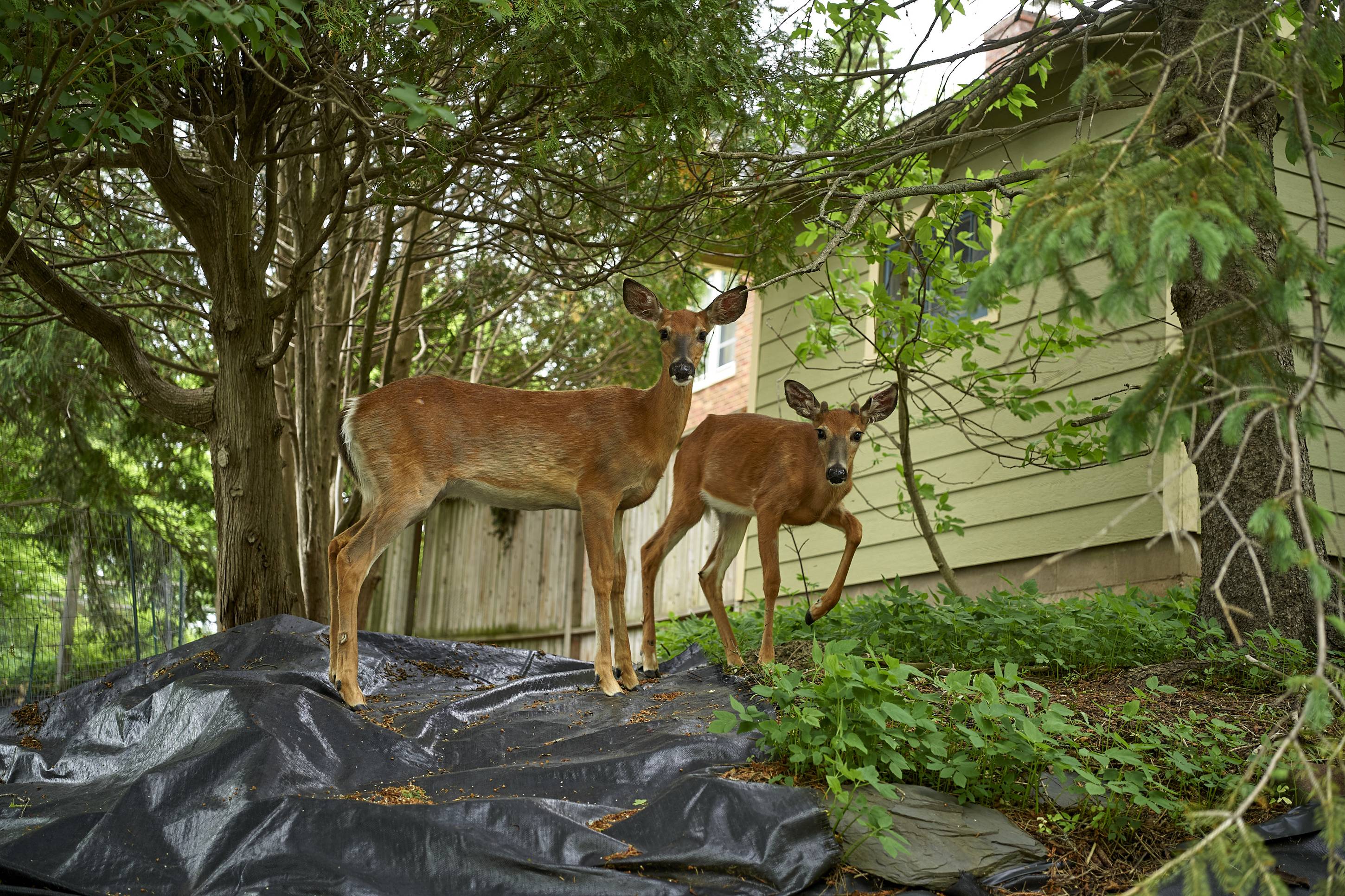Deer, Duluth, Minnesota, June 2026