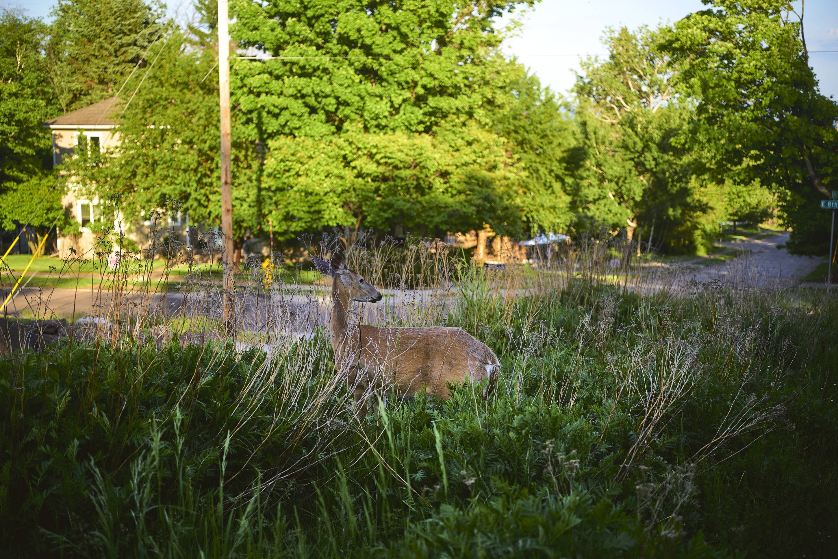Deer, Duluth, Minnesota, June 2026