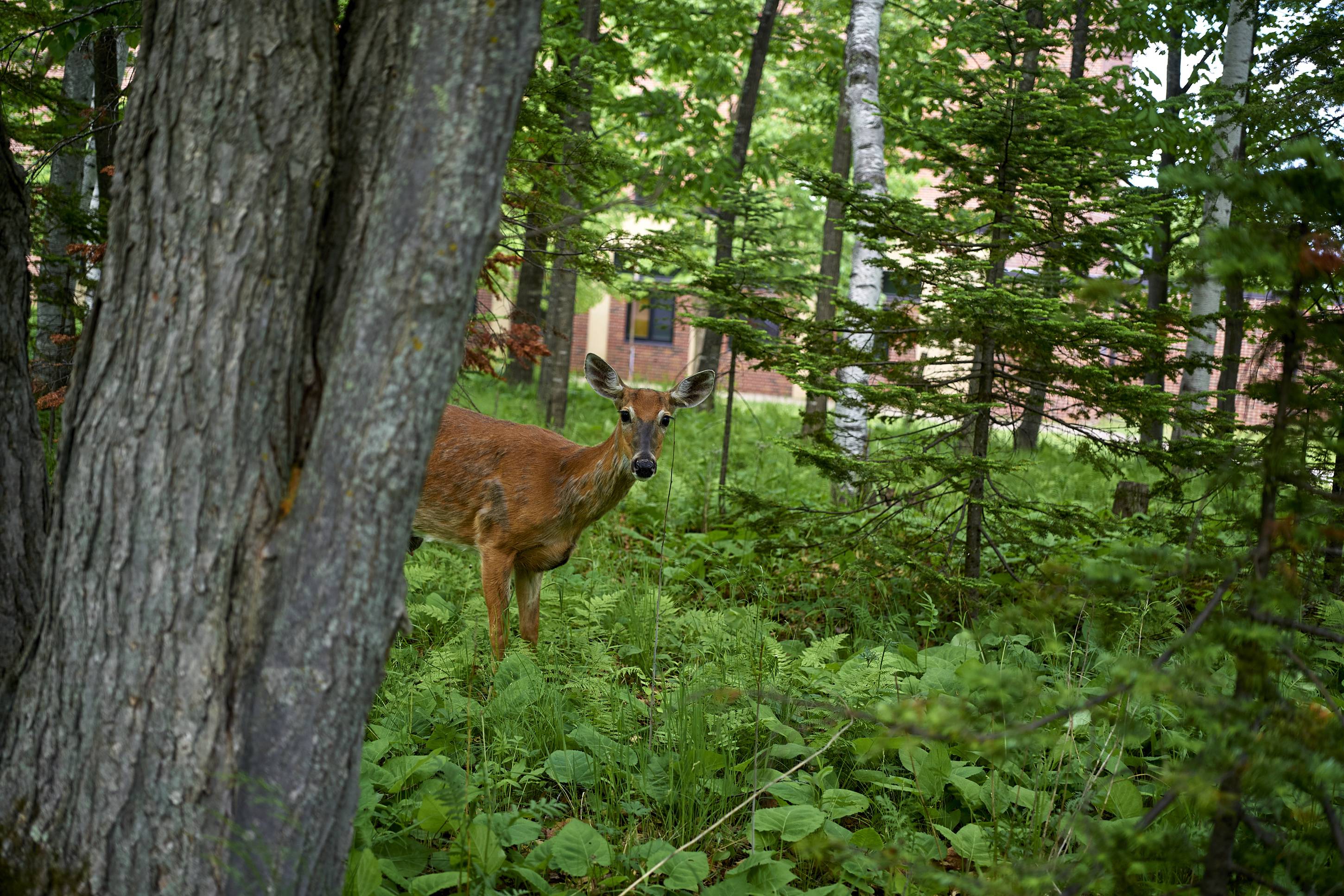 Deer, Duluth, Minnesota, June 2026