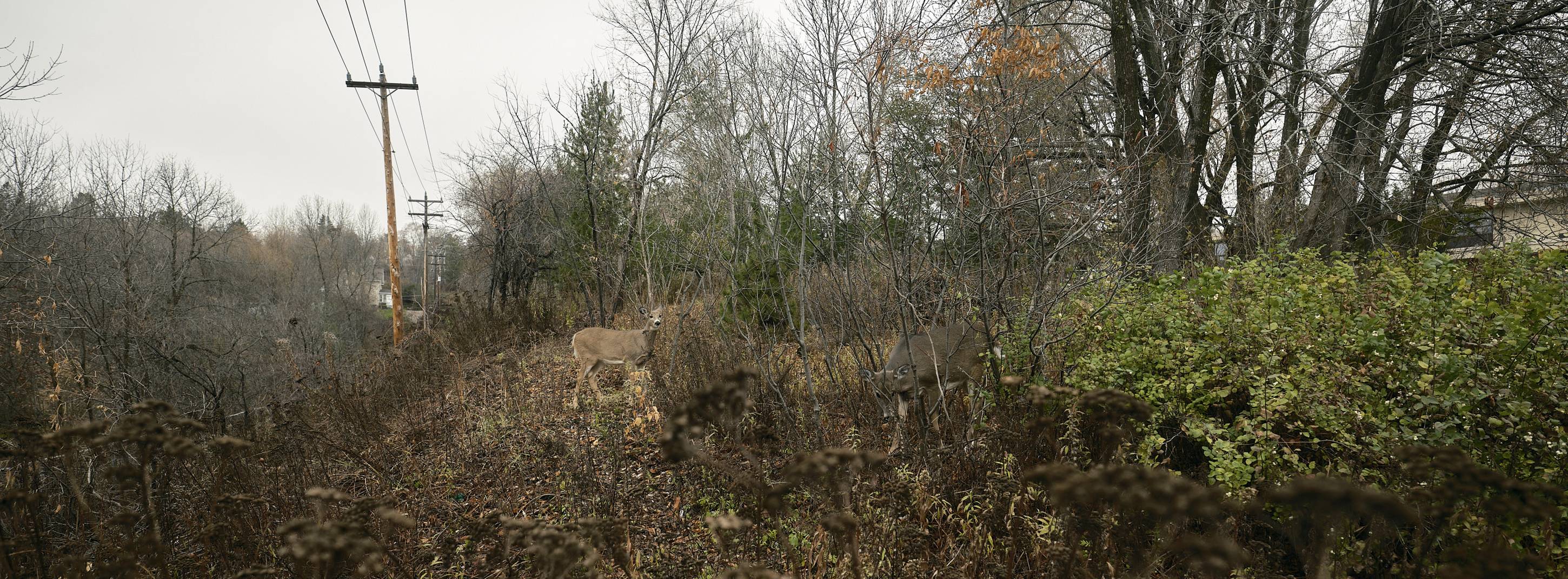 Deer, Duluth, Minnesota, November 2023
