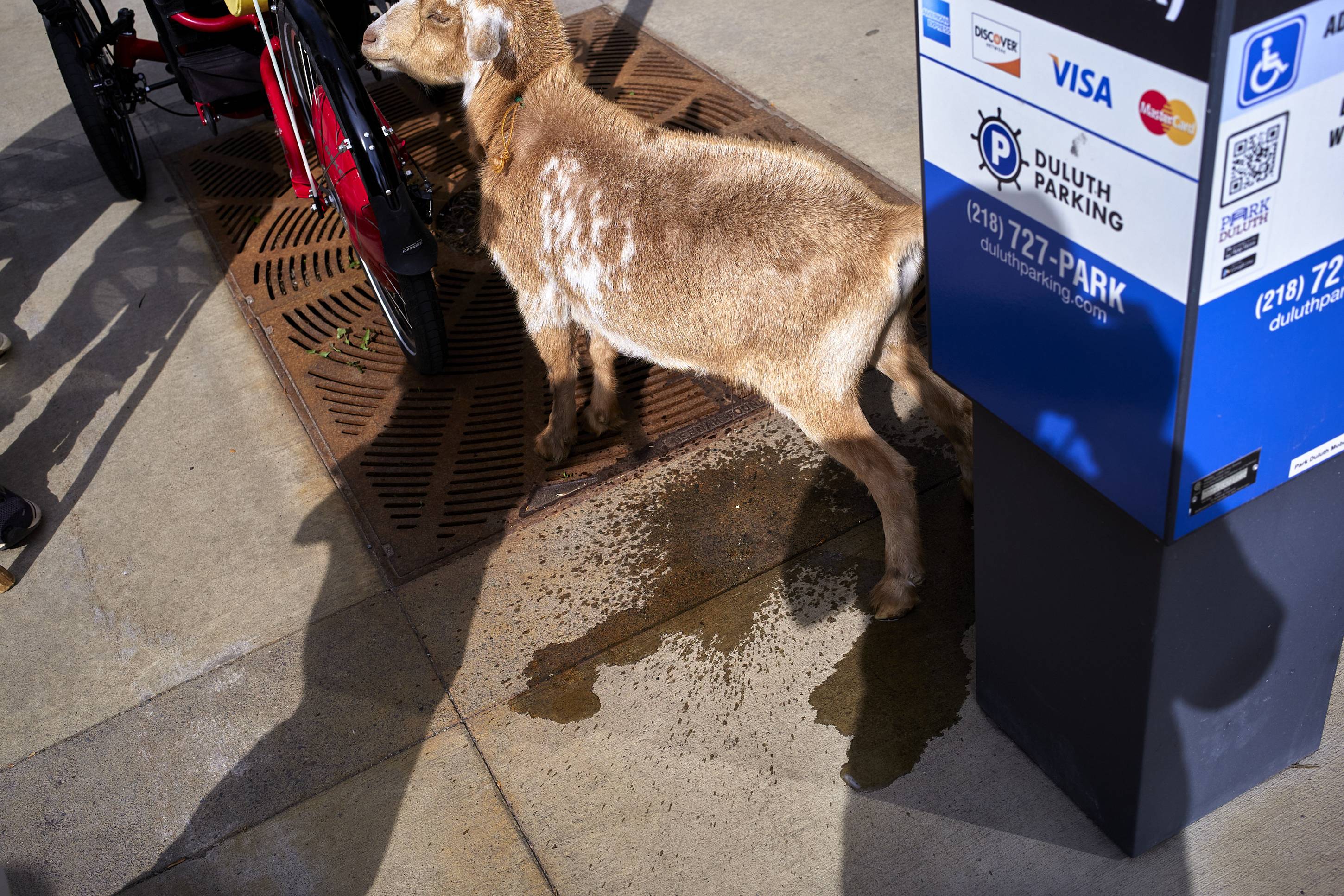 Downtown Goat, Duluth, Minnesota, May 2026