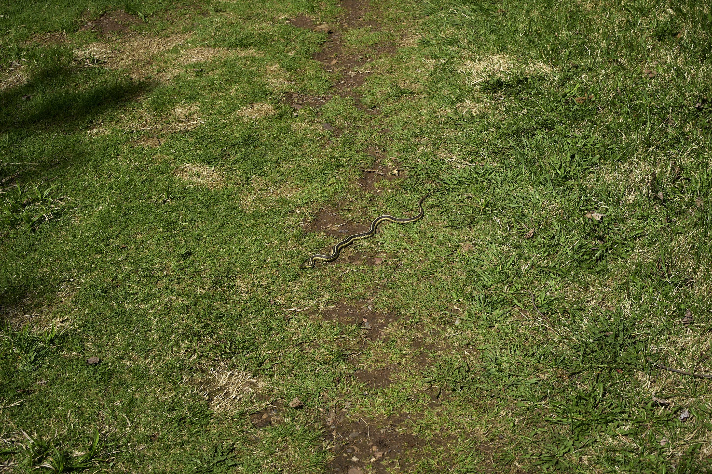 Snake, Duluth, Min, May 2026