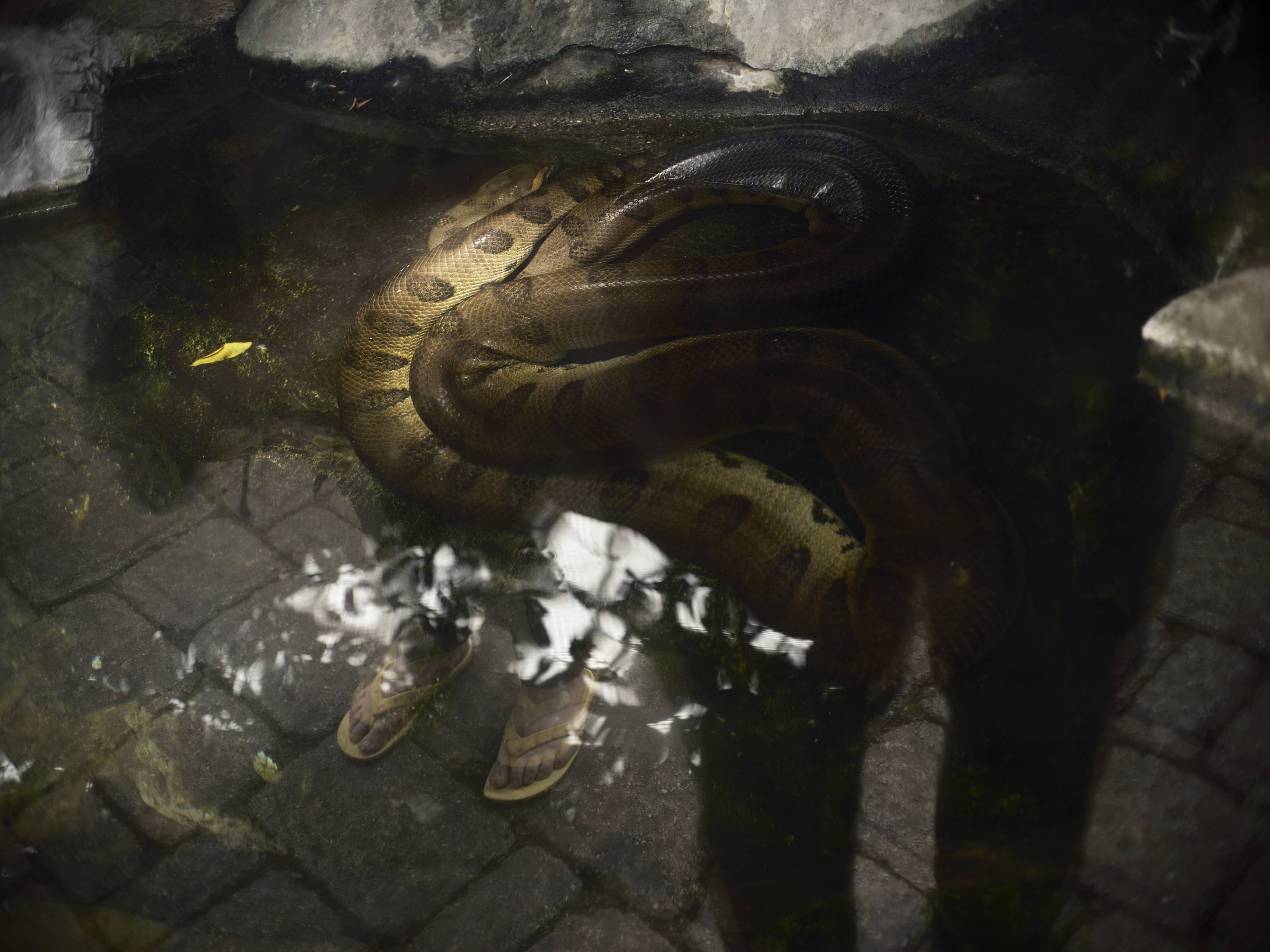 Snakes & Sandals, Como Park Zoo & Conservatory, Saint Paul, Minnesota, September 2022