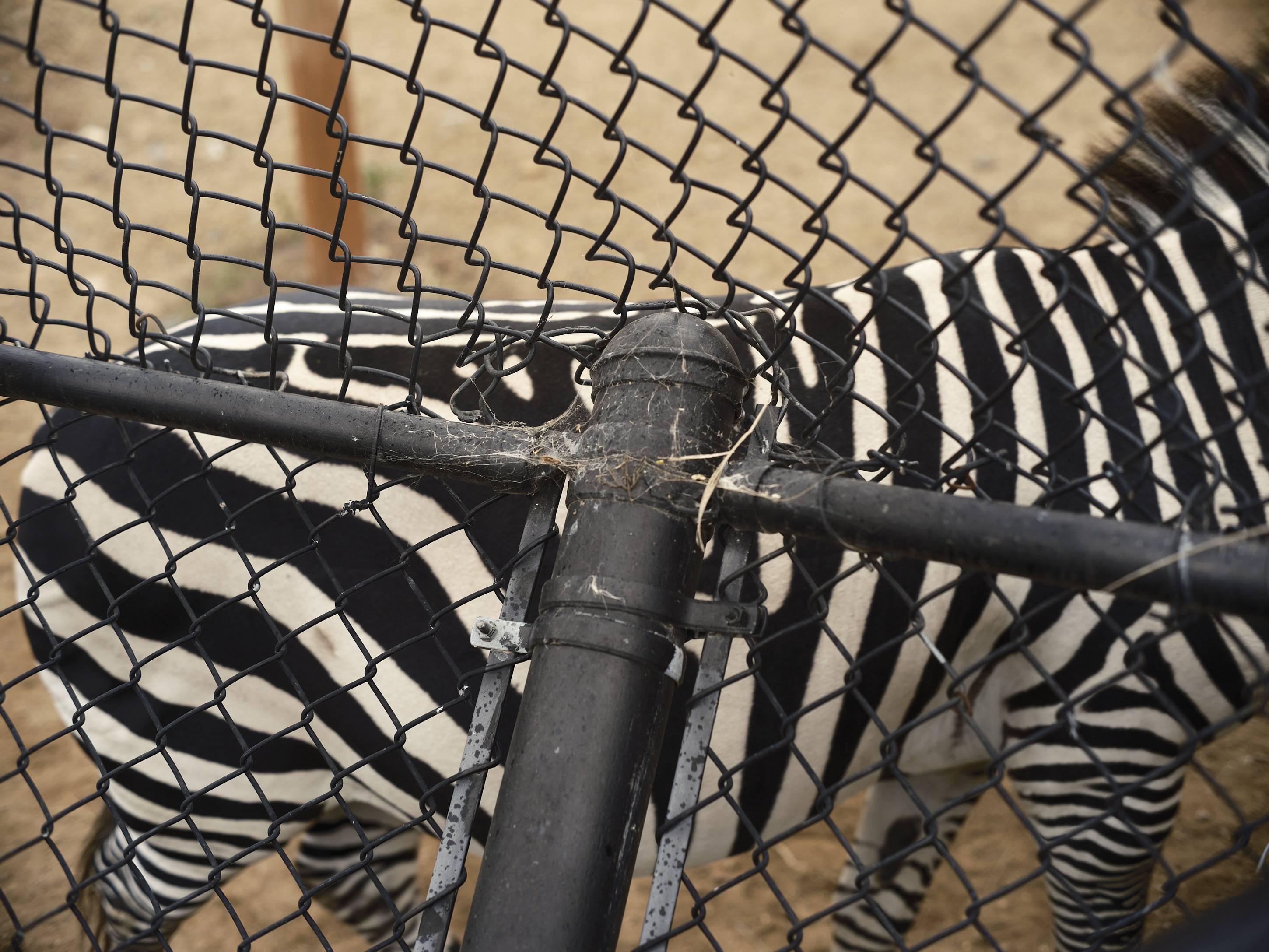 Zebra, Como Park Zoo & Conservatory, Saint Paul, Minnesota, September 2022