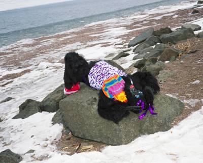 Ape, Duluth, Minnesota, February 2011
