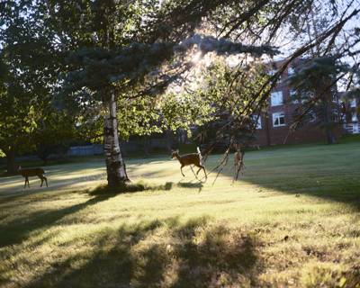 Deer, Duluth, Minnesota, August 2022