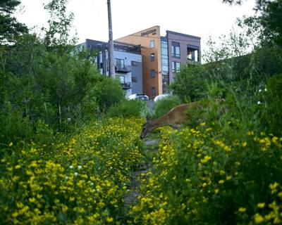 Deer, Duluth, Minnesota, July 2026