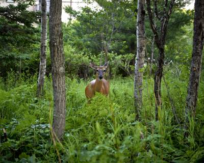 Deer, Duluth, Minnesota, July 2026