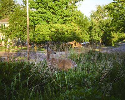 Deer, Duluth, Minnesota, June 2026