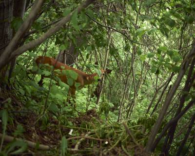 Deer, Duluth, Minnesota, June 2026