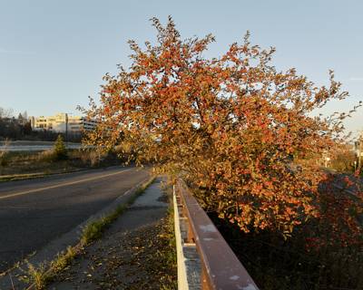 Fall Colors, Duluth, Minnesota, November 2022