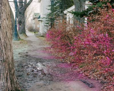 Painted Bushes, Duluth, Minnesota, November 2015